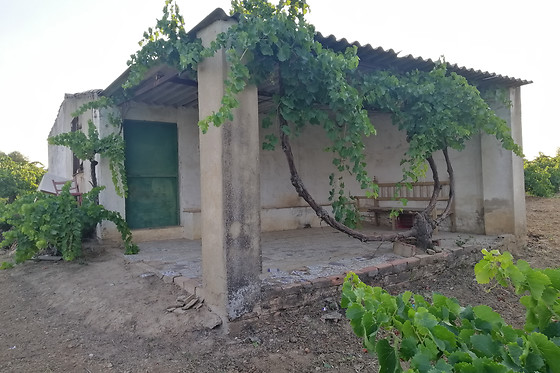 UVAS BAILEN - photo 4