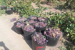 UVAS BAILEN