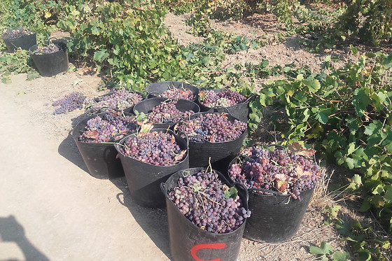 UVAS BAILEN - photo 5