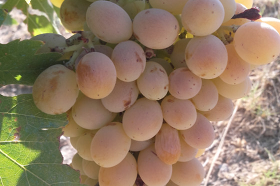 UVAS BAILEN - photo 6