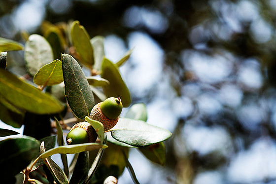 Herdade de Coelheiros - photo 0