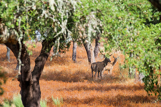 Herdade de Coelheiros - photo 4