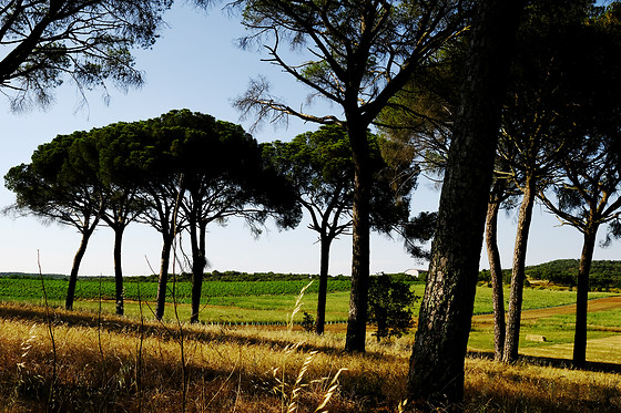 Herdade de Coelheiros - photo 6