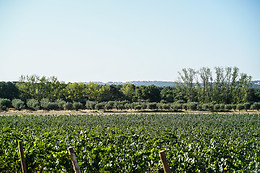 Herdade de Coelheiros
