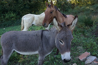 Soggiorno enogastronomico di una notte presso Agriturismo Regno di Toscana in provincia di Livorno