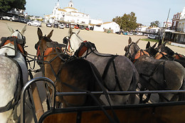 DOÑANA A CABALLO