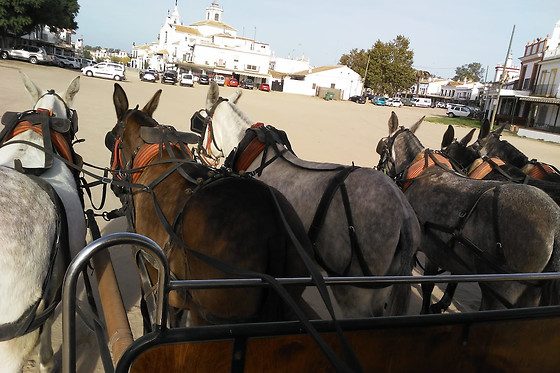 DOÑANA A CABALLO - photo 0