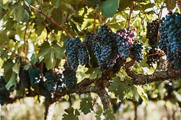 Tenuta Doxi