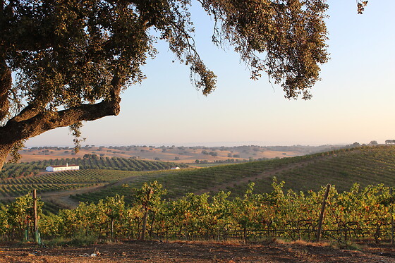 HERDADE PAÇO DO CONDE - photo 1