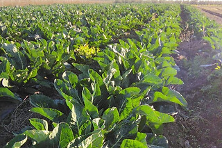 Visita guidata con degustazione finale presso l'Azienda Agricola Colle di Seta in provincia di Bari