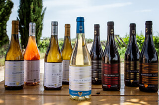Visita della cantina e degustazione presso Cantine Losito a Foggia