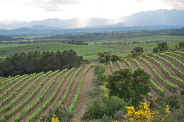 BODEGA MAS LLUNES
