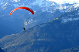 Les Volatiles