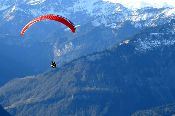 Les Volatiles - photo 0