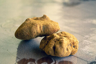 Truffle Hunting Experience tra i boschi del Piemonte