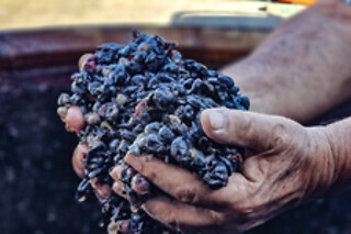 Visita delle vigne con degustazione di vini, salumi e formaggi presso Vesuvio Inn Bed & Wine Experience Boscotrecase in provincia di Napoli