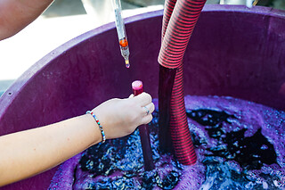 Visita delle vigne con degustazione di vini, salumi e formaggi presso Vesuvio Inn Bed & Wine Experience Boscotrecase in provincia di Napoli