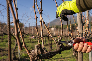 Visita delle vigne con degustazione di vini, salumi e formaggi presso Vesuvio Inn Bed & Wine Experience Boscotrecase in provincia di Napoli