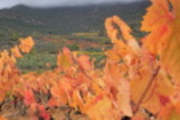 CELLERS BARONIA DEL MONTSANT