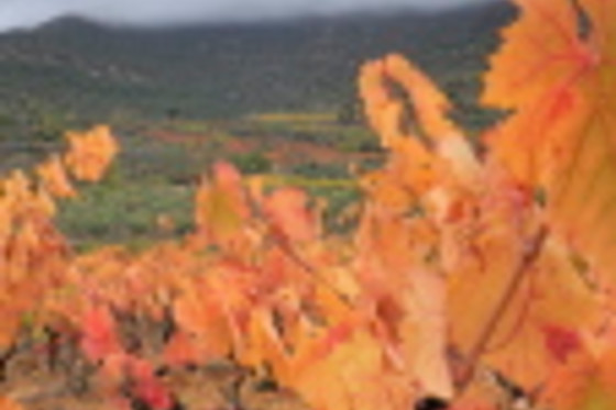 CELLERS BARONIA DEL MONTSANT - photo 1