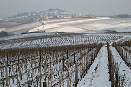 Vinotilus