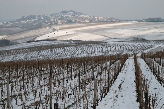 Vinotilus - photo 5