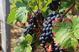 Vinotilus