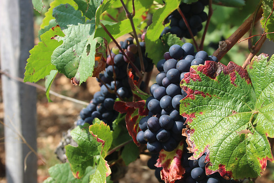 Vinotilus - photo 4