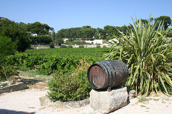 Vinotilus - photo 2
