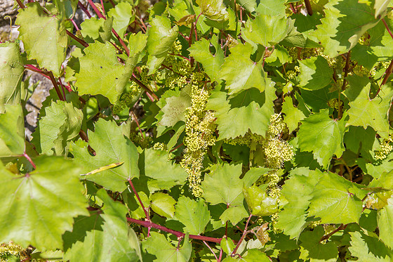 Chateau du Bois Huaut - photo 10
