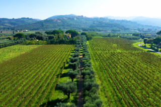 Visita di vigneti e cantina con degustazione presso Tenuta Campo al Signore in provincia di Livorno