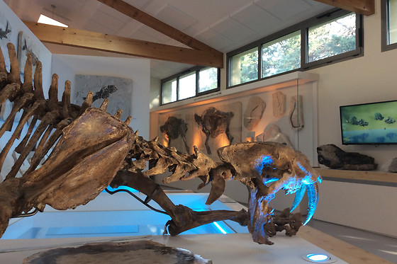 Muséum de l'Ardèche - photo 0