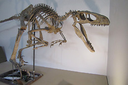 Muséum de l'Ardèche
